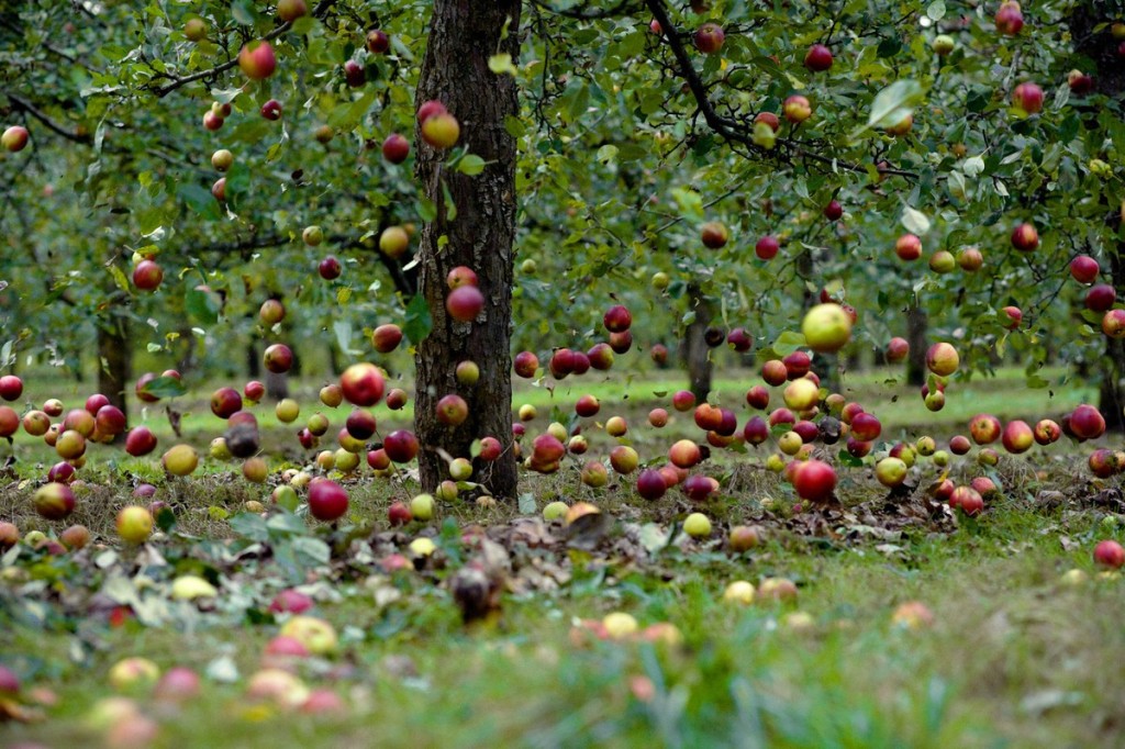 Image of apples falling from trees to help explain my analogy.
